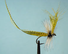 mayfly-230.jpg